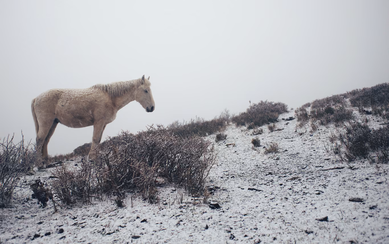 A horse on a snowy mountain in Nepal
