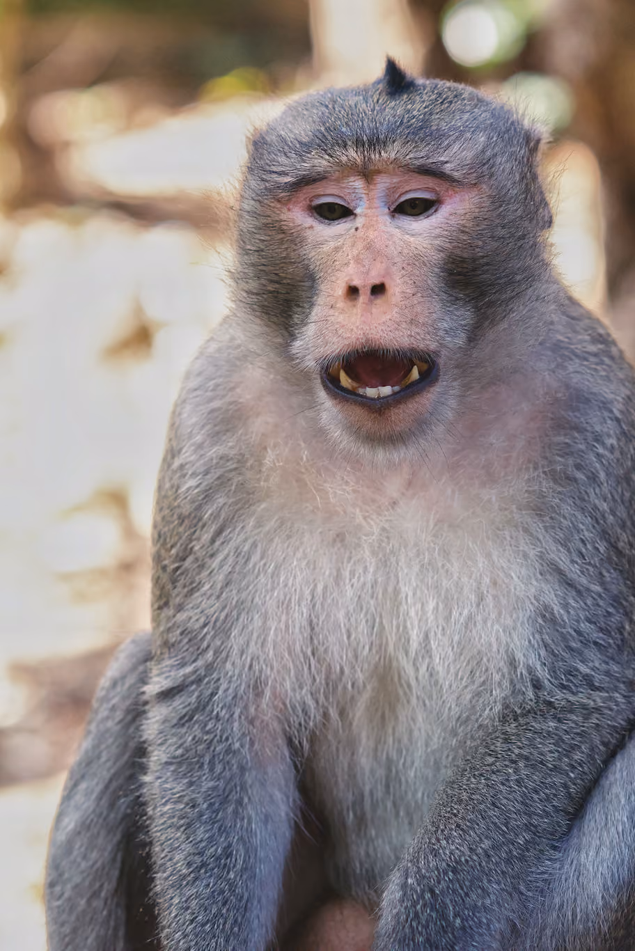 Angry macaque at a temple in Cambodia