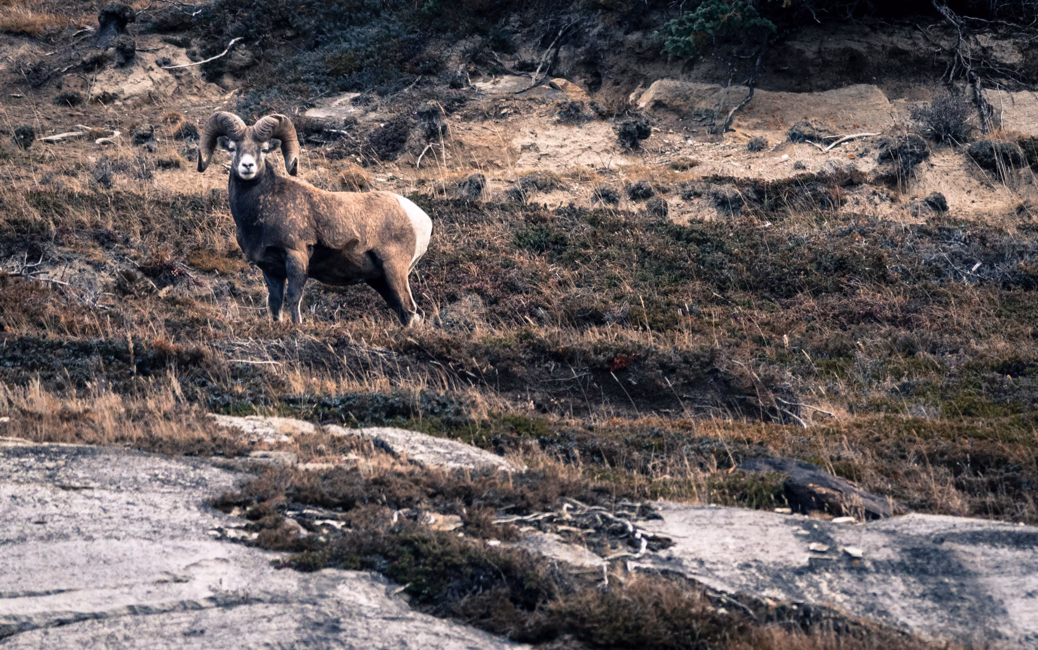 Bighorn Sheep in Alaska