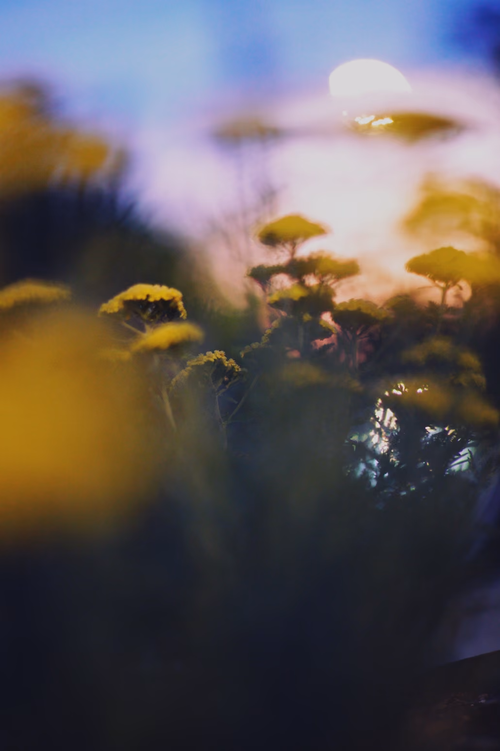 Blurry flowers at sunset
