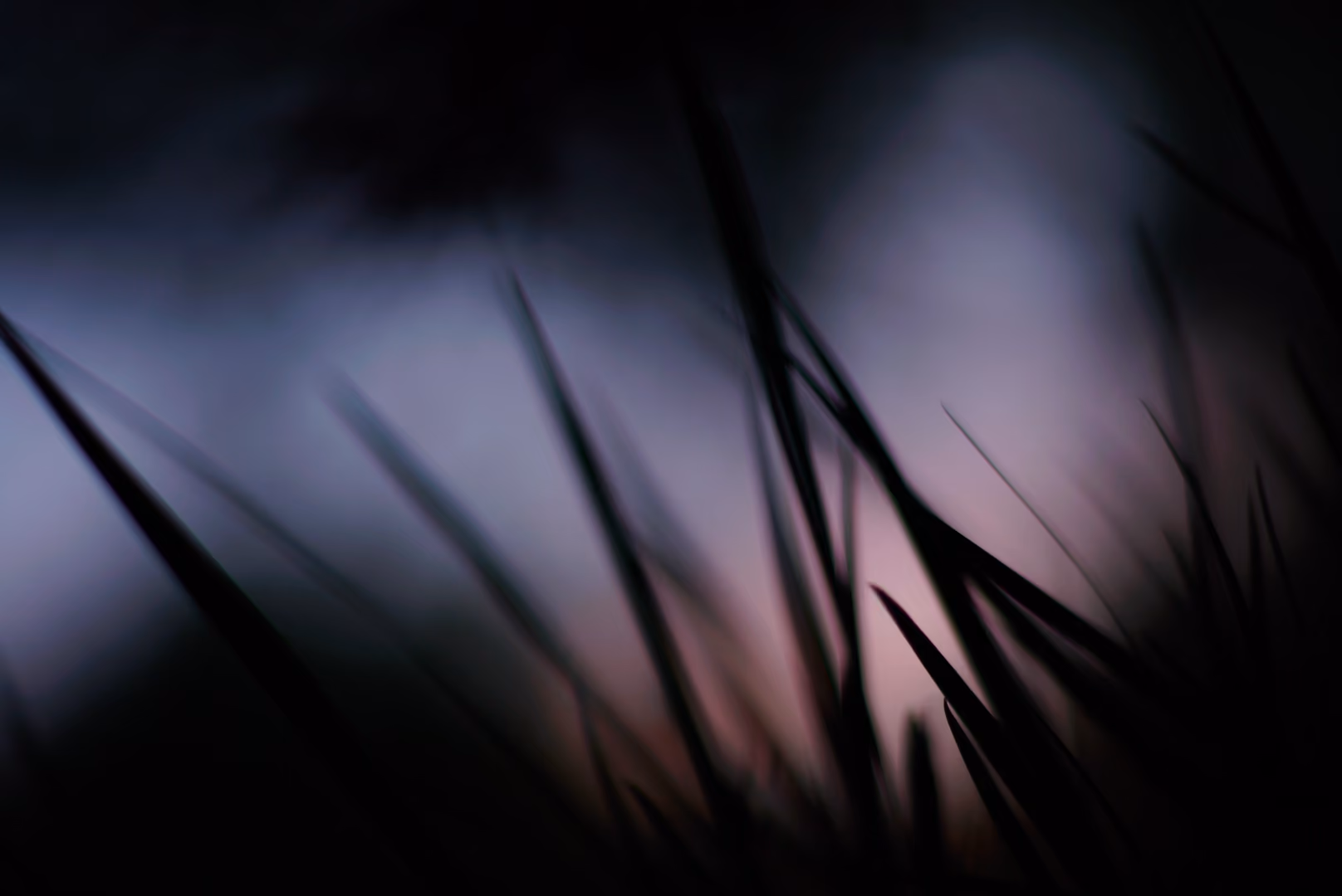 Blurry grass at night