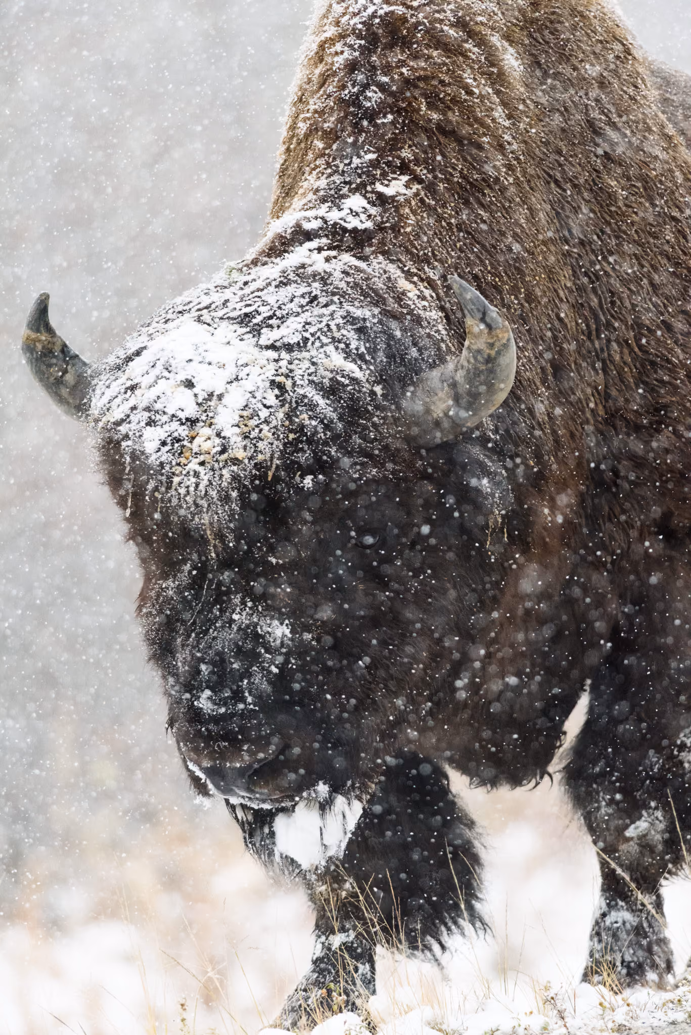 Buffalo with snowy head