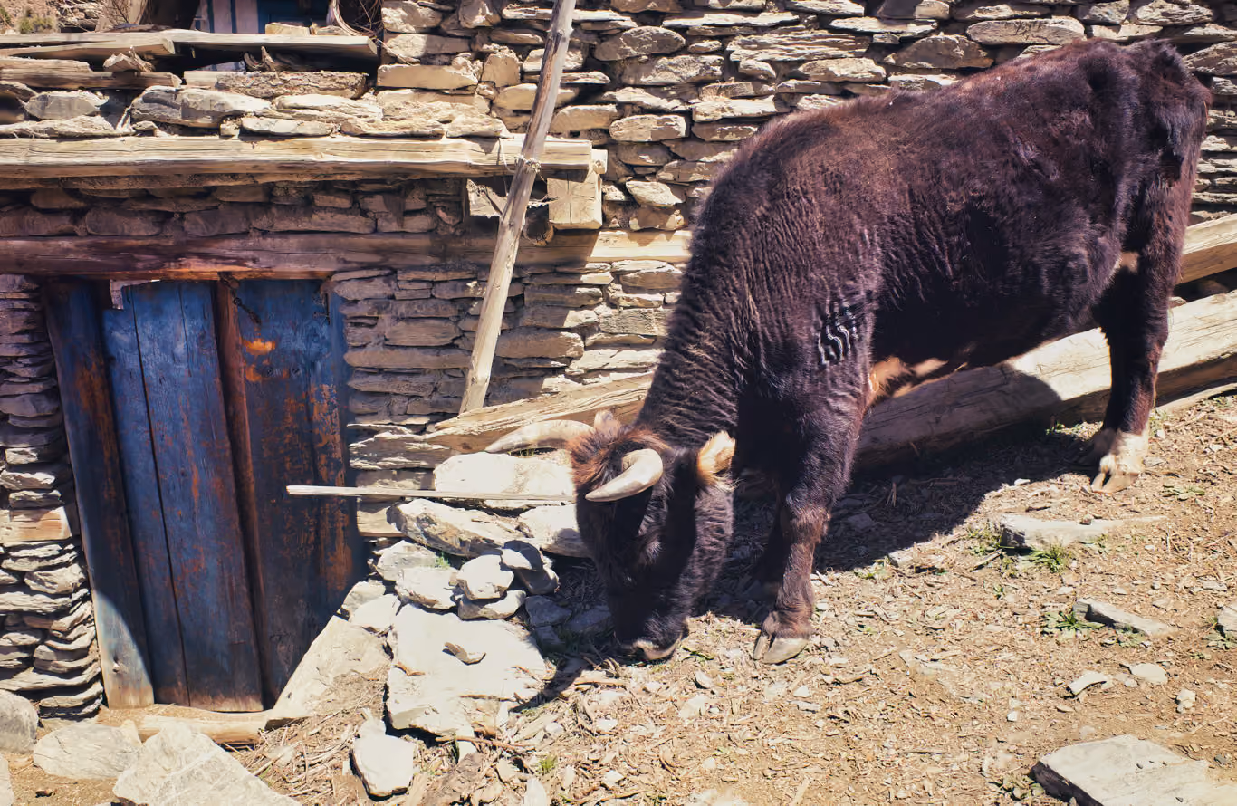 Bull near home in Nepalese village