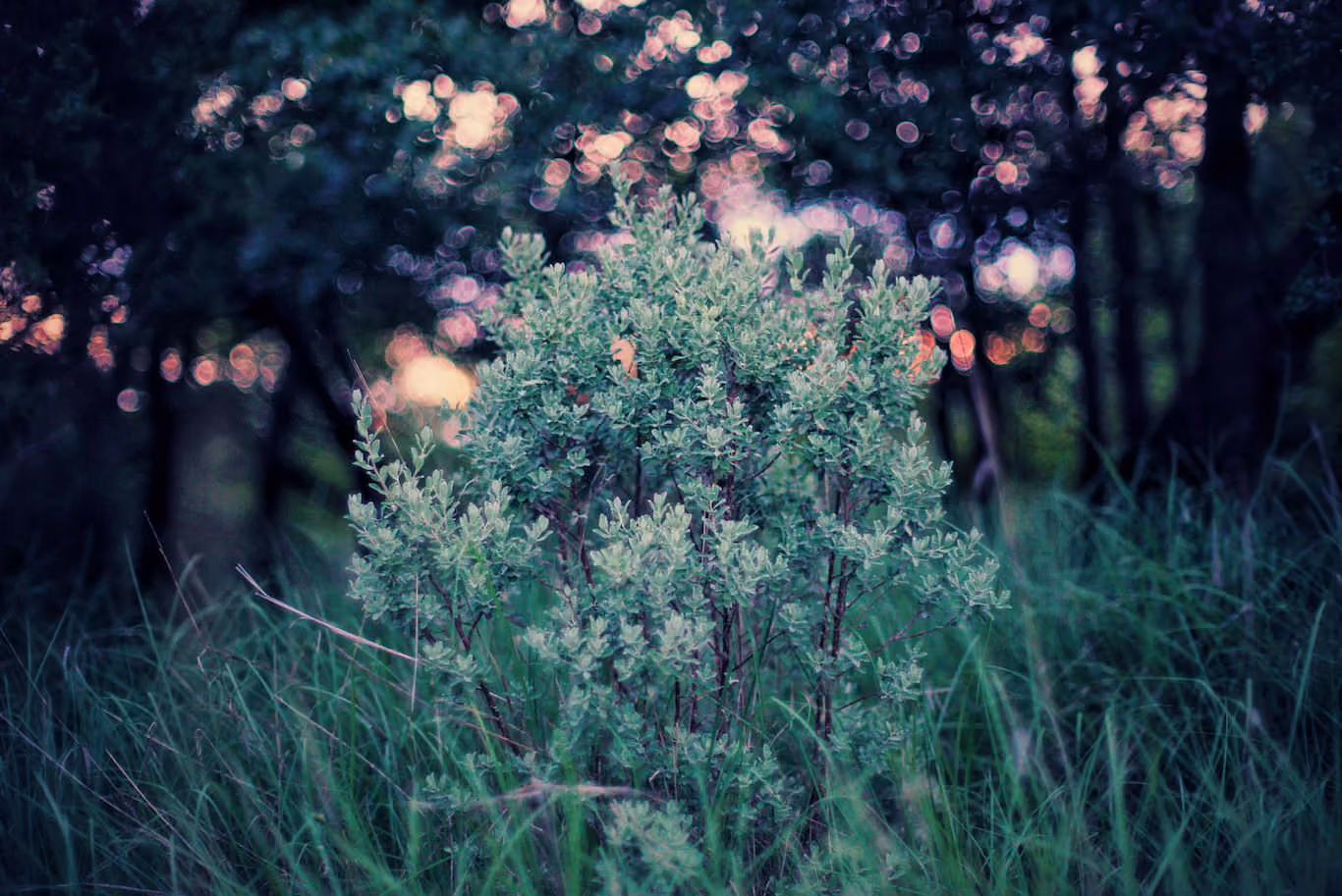 Desert shrub at sunset