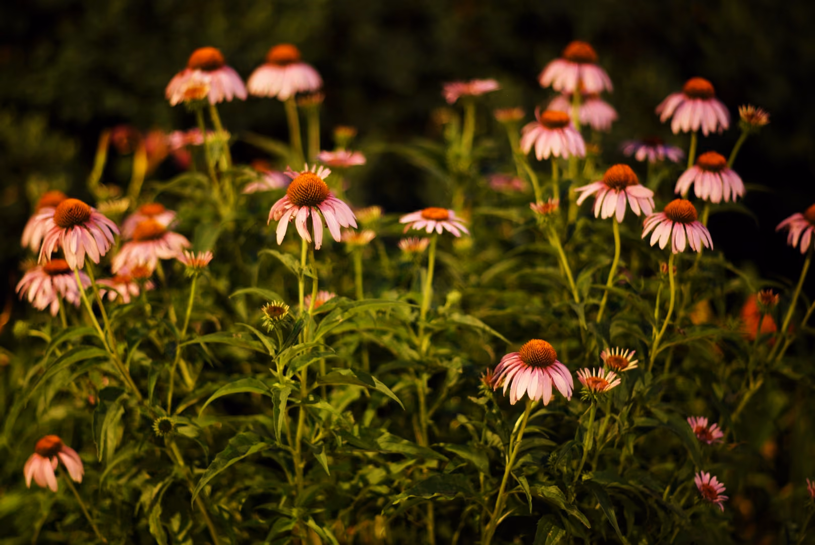 Echinacea in field
