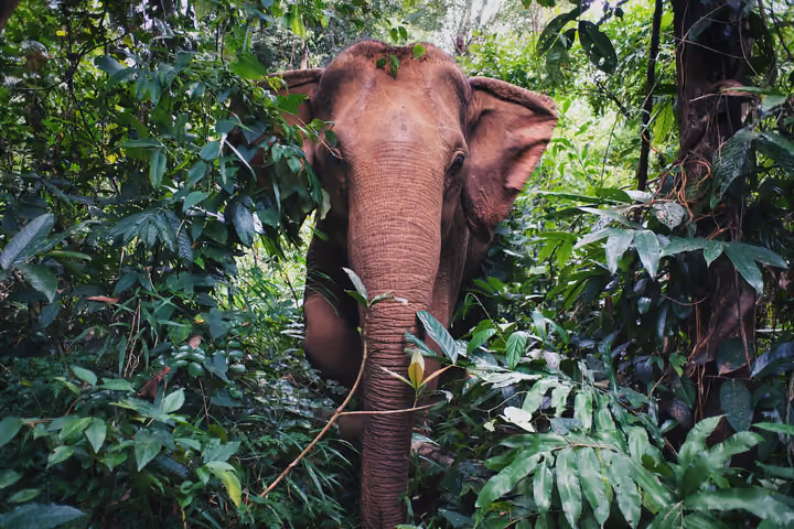 Elephant bursting through trees at a wildlife sanctuary in Cambodia