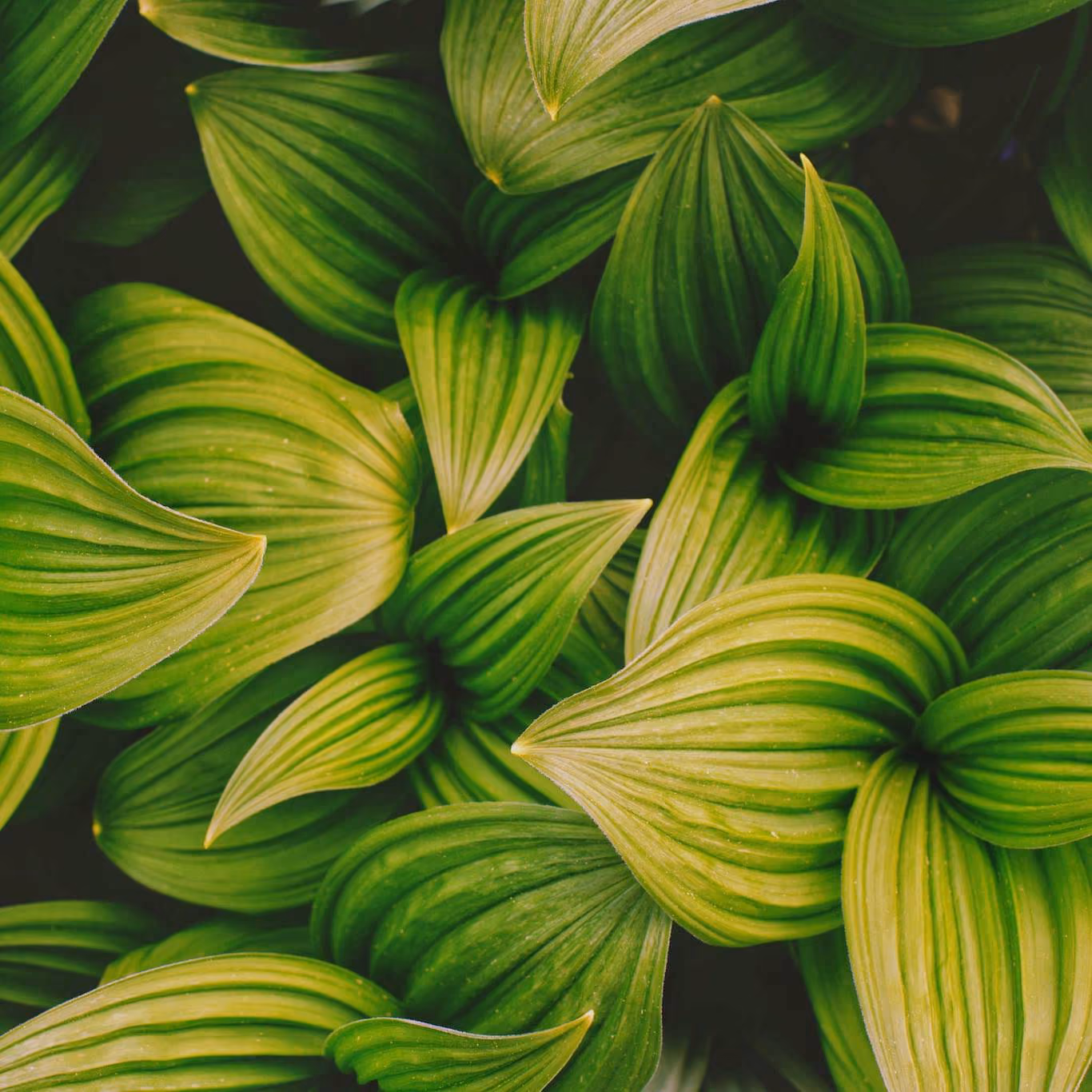False Hellebore in Alaska