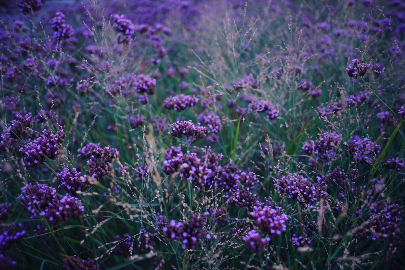 Field of Purpletop Vervain
