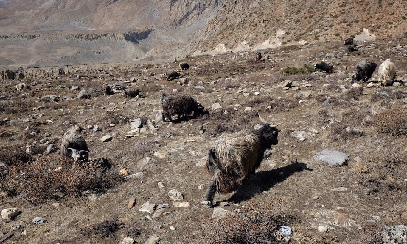 Long haired mountain goat in Nepal