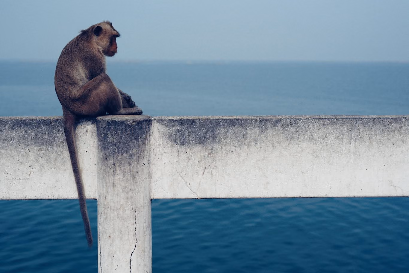 Macaque relaxing with ocean background Thailand