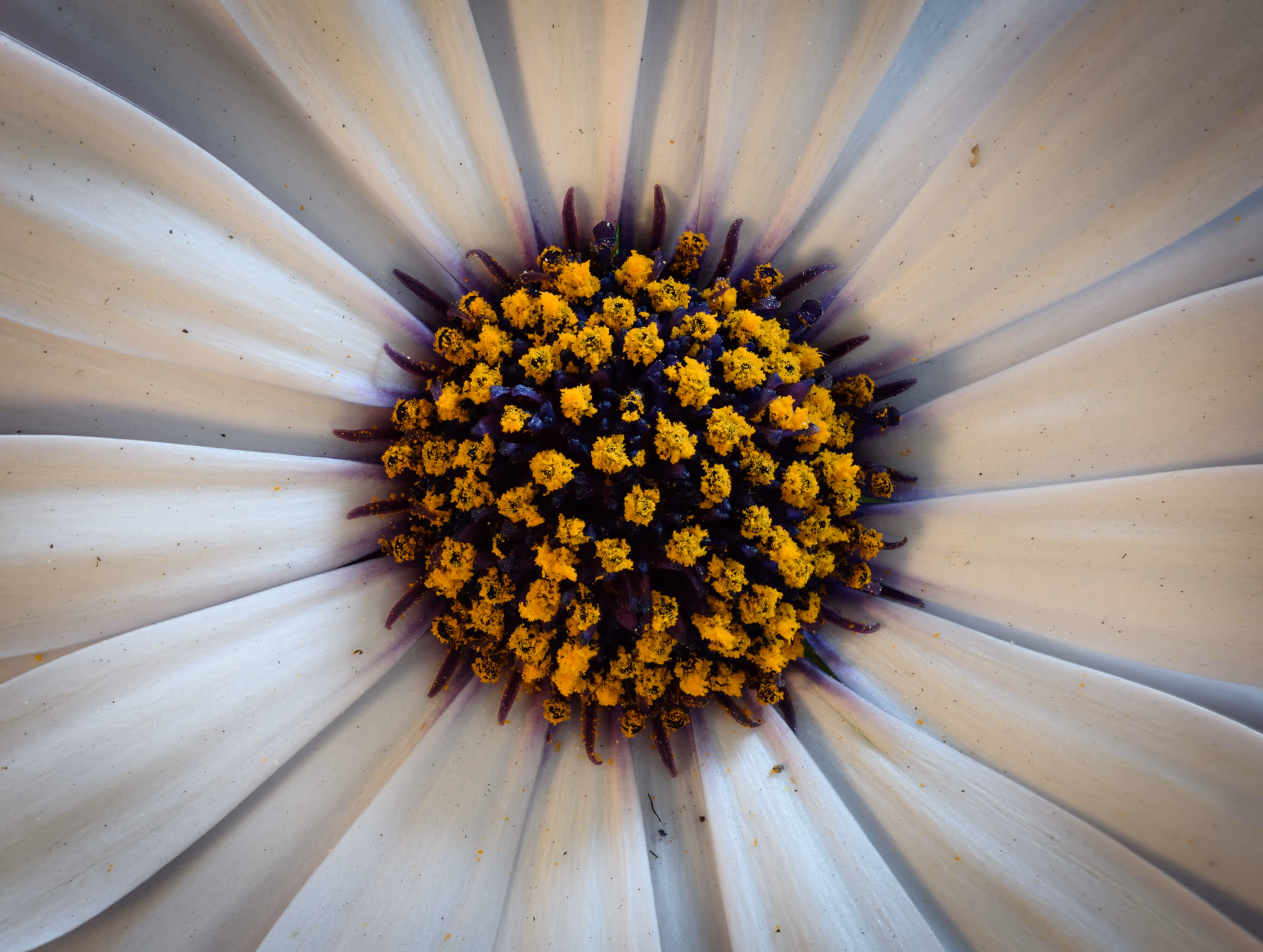 Macro view of pollen in white flower