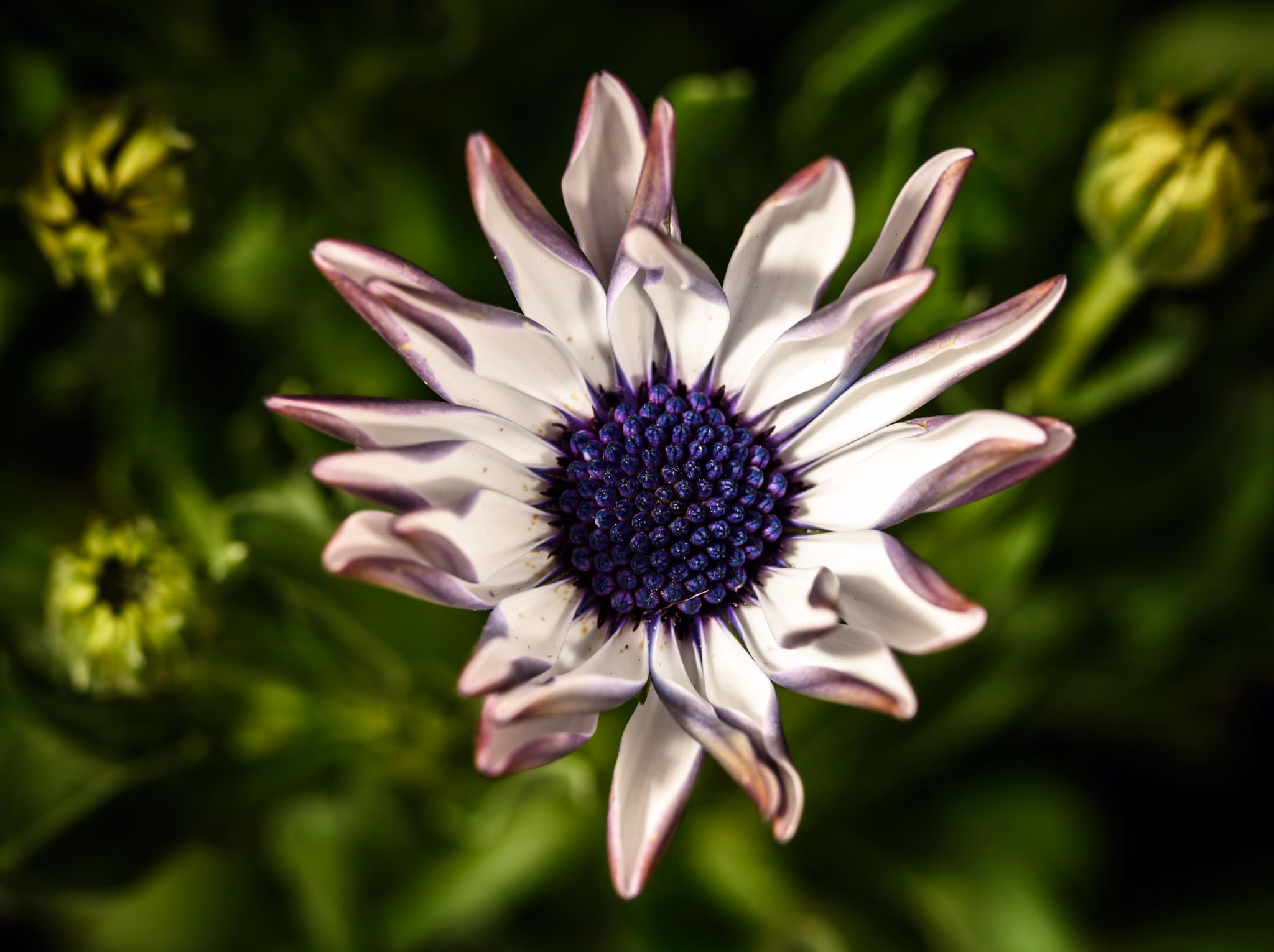 Macro view of white and purple flower