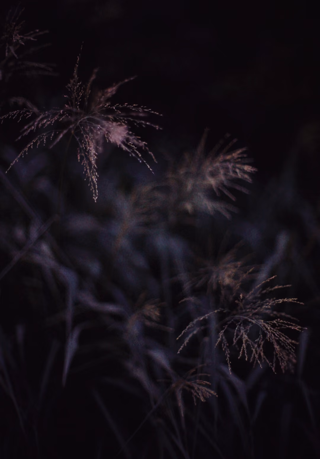 Maiden Silvergrass at night