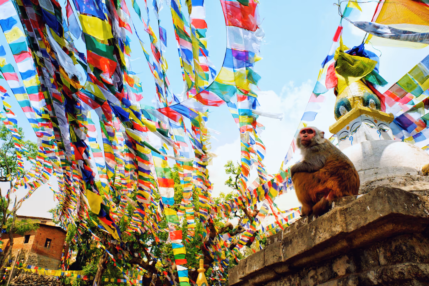 Monkey and prayer flags in Kathmandu, Nepal