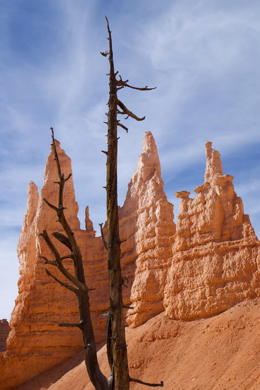 Old tree and sandstone at Bryce Canyon