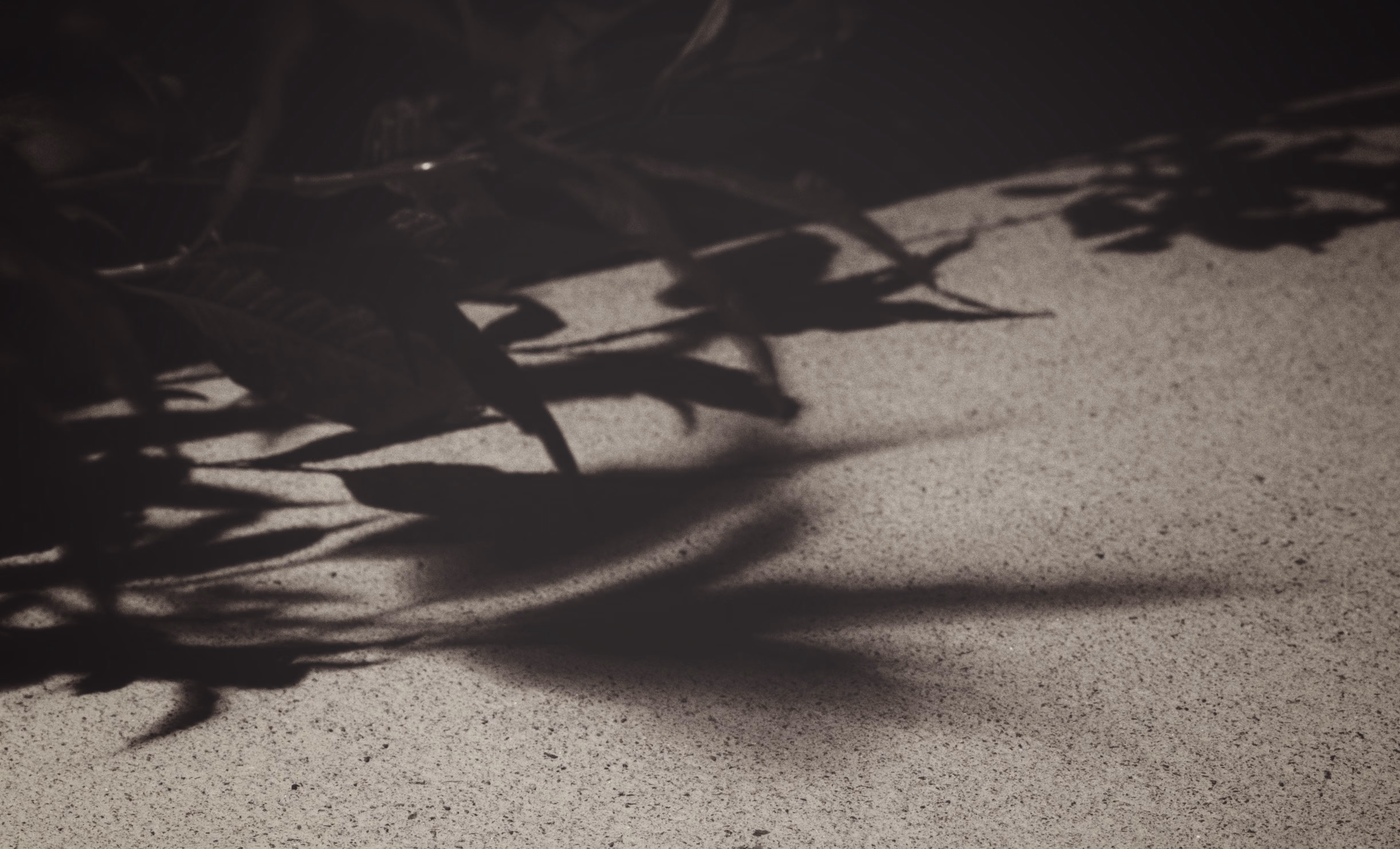 Plants and shadow on sidewalk at night