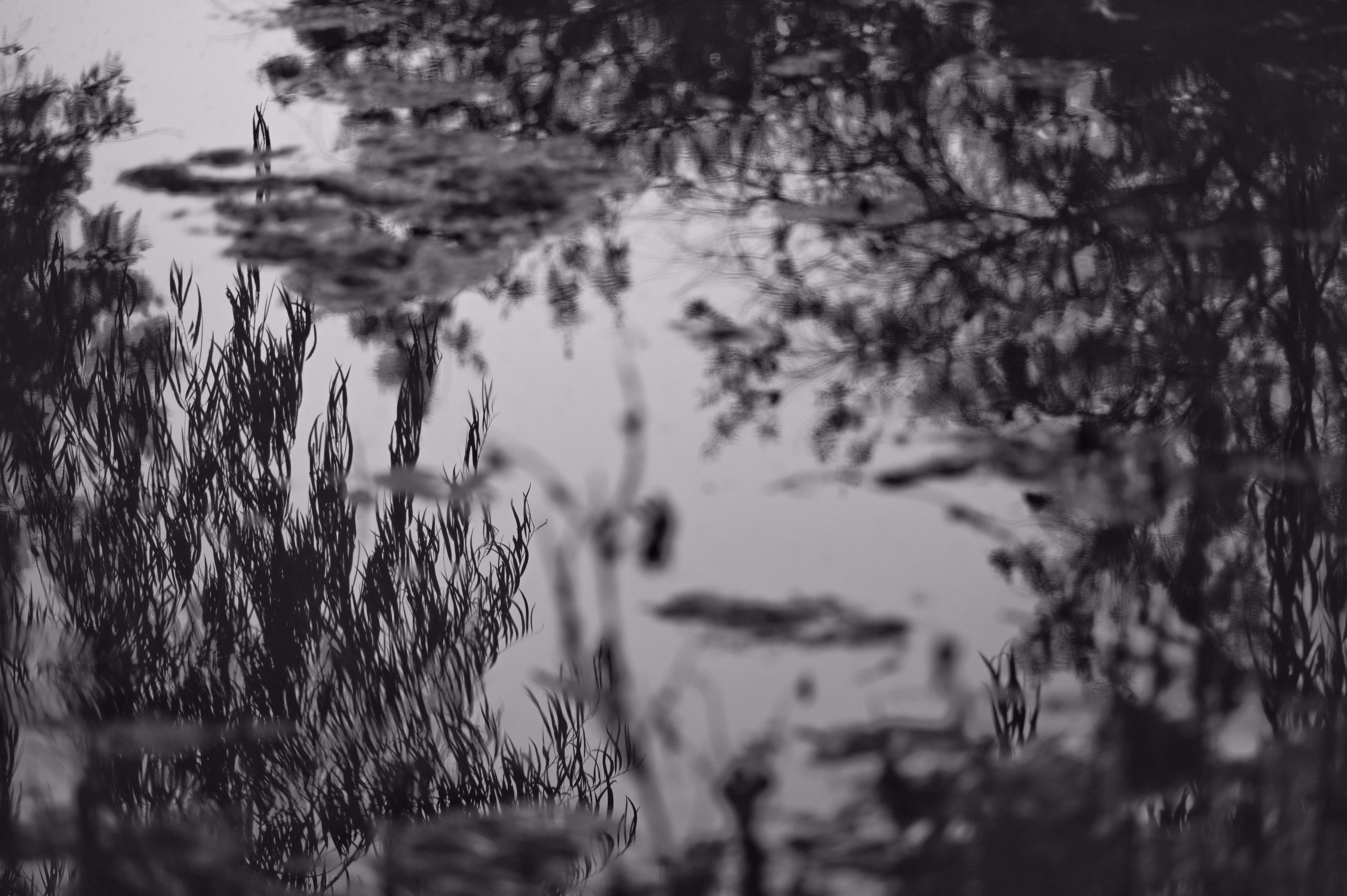 Plants reflecting on water