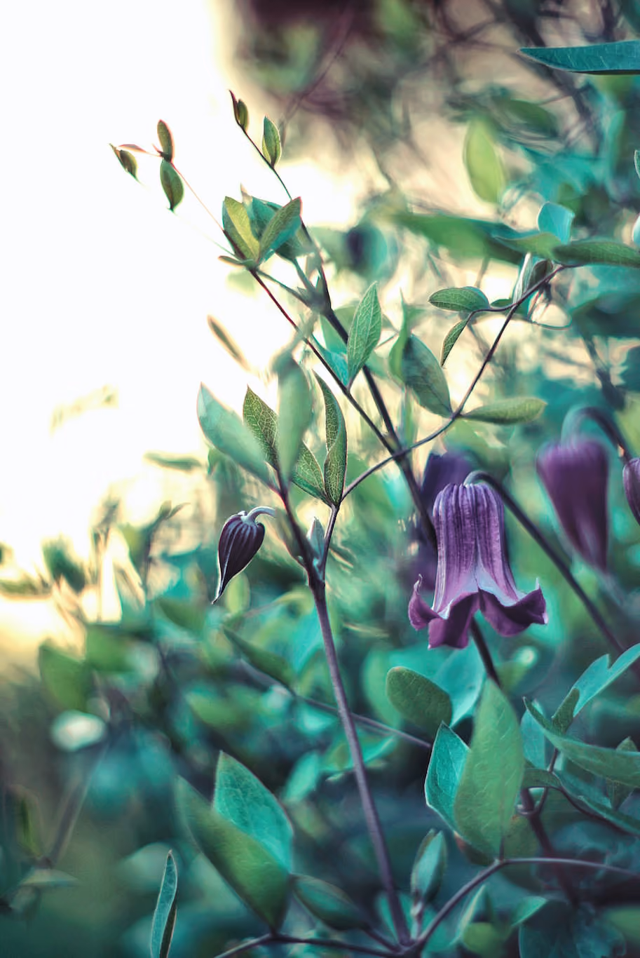 Purple Clematis Rooguchi flower