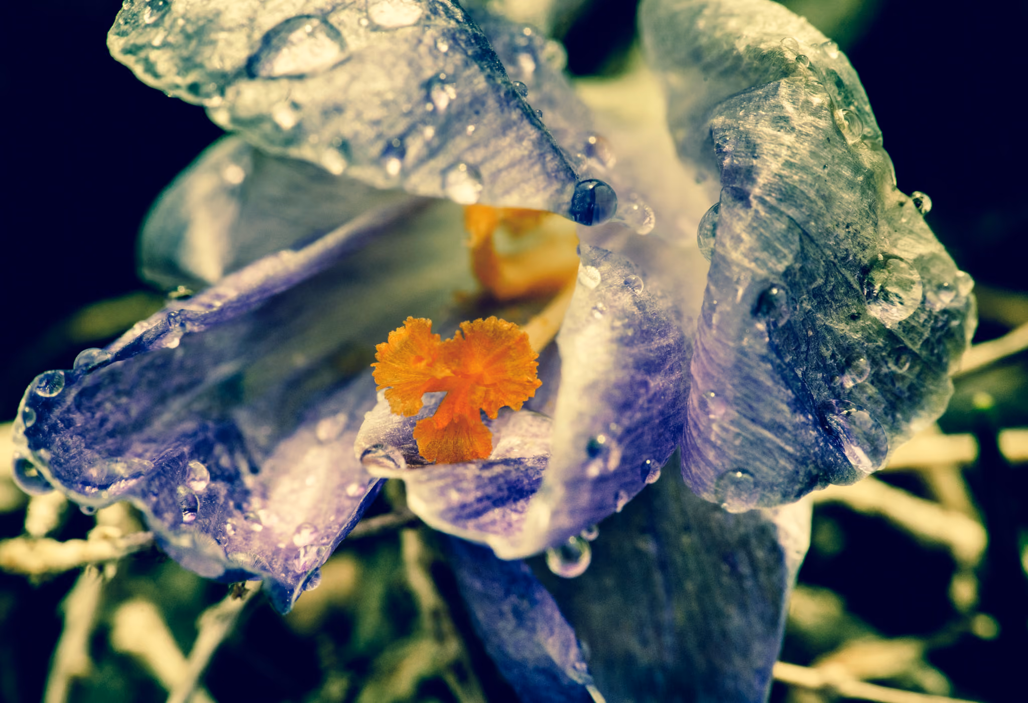 Purple, green, and orange flower closeup