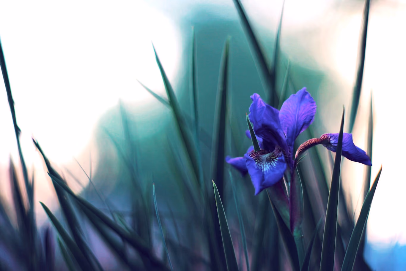 Siberian Iris flower at dusk