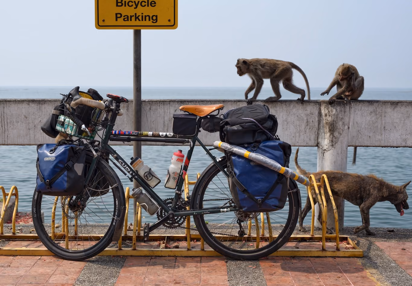 Touring bicycle, monkeys and street dog in Thailand