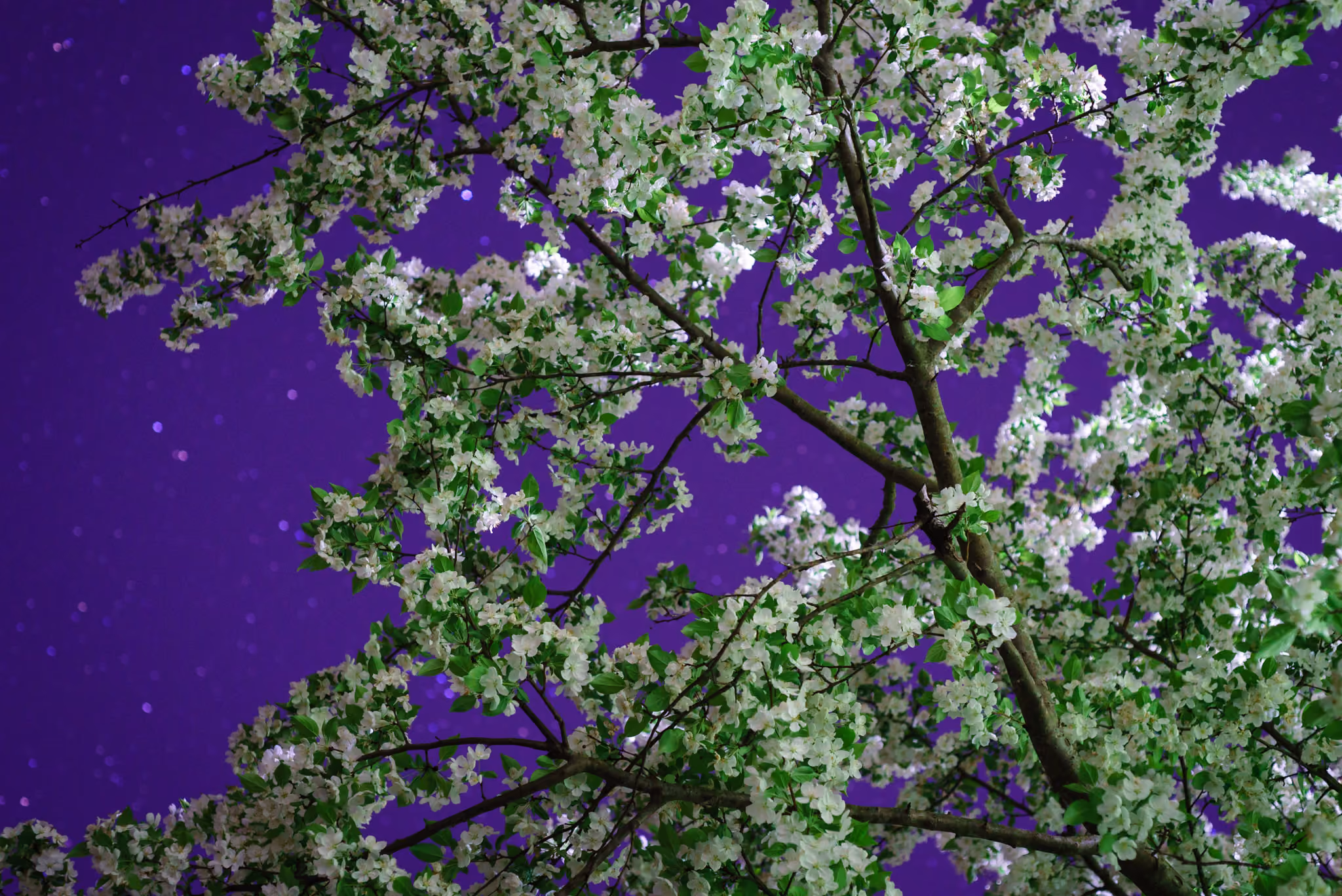 Tree in blossom and purple sky