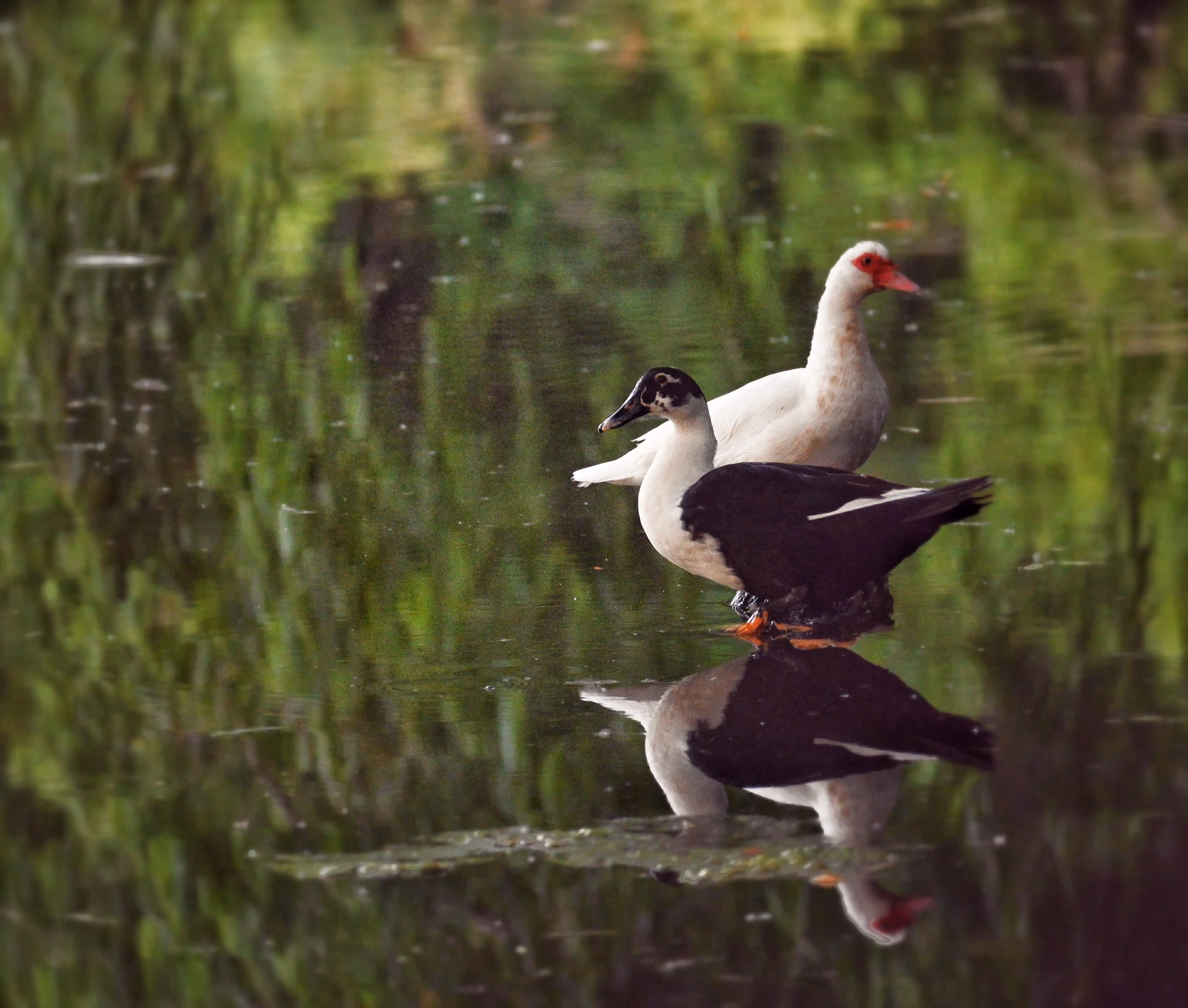 Two ducks resting on log in water