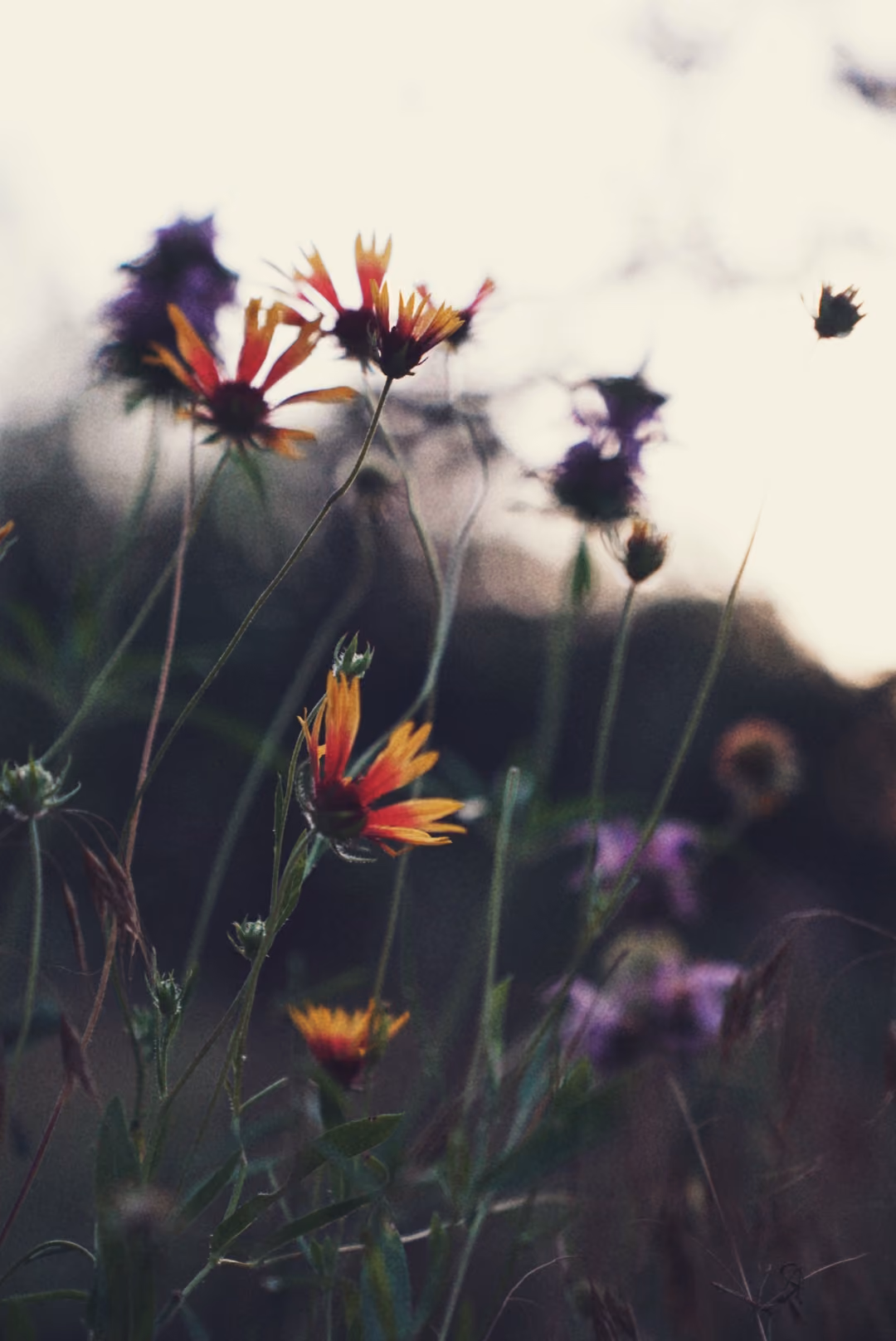 Wildflowers at sunset