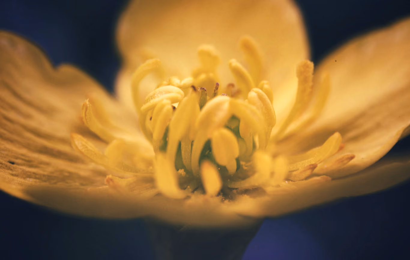 Winter Aconite from Resurrection Pass Trail in Alaska