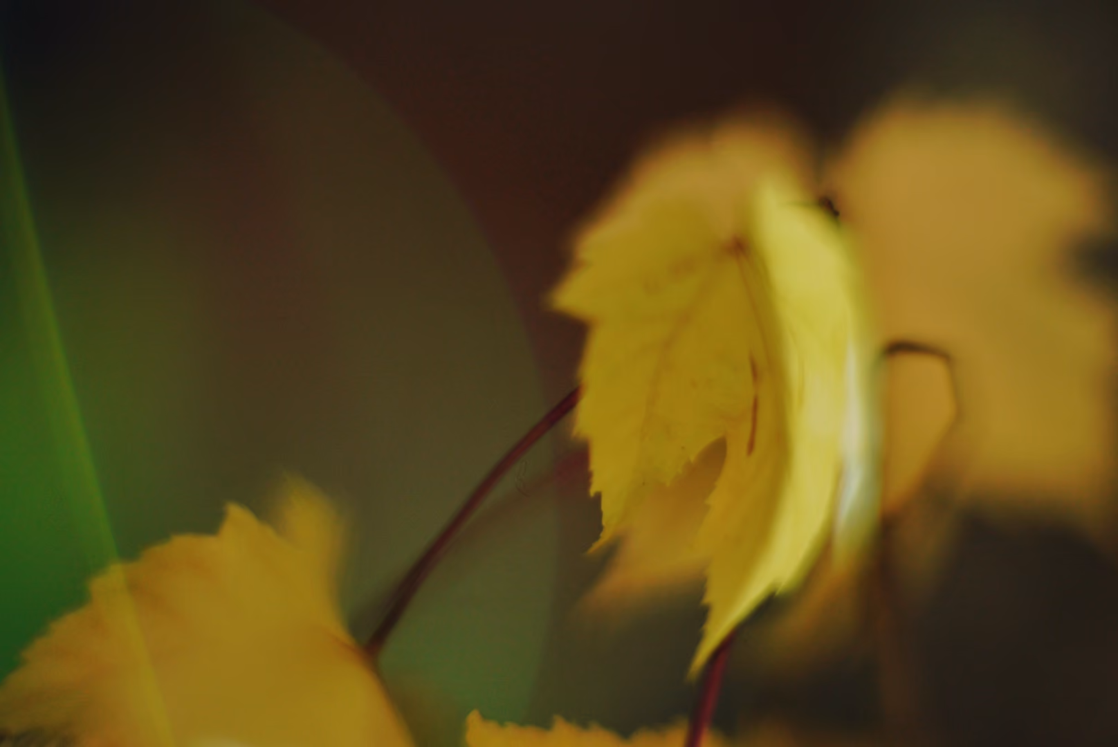Yellow leaves at night
